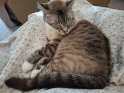 Lost Male Cat last seen Nowling Rd, Jay, FL 32565