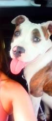Lost Male Dog last seen Near guadelupe st, San Antonio, TX 78207