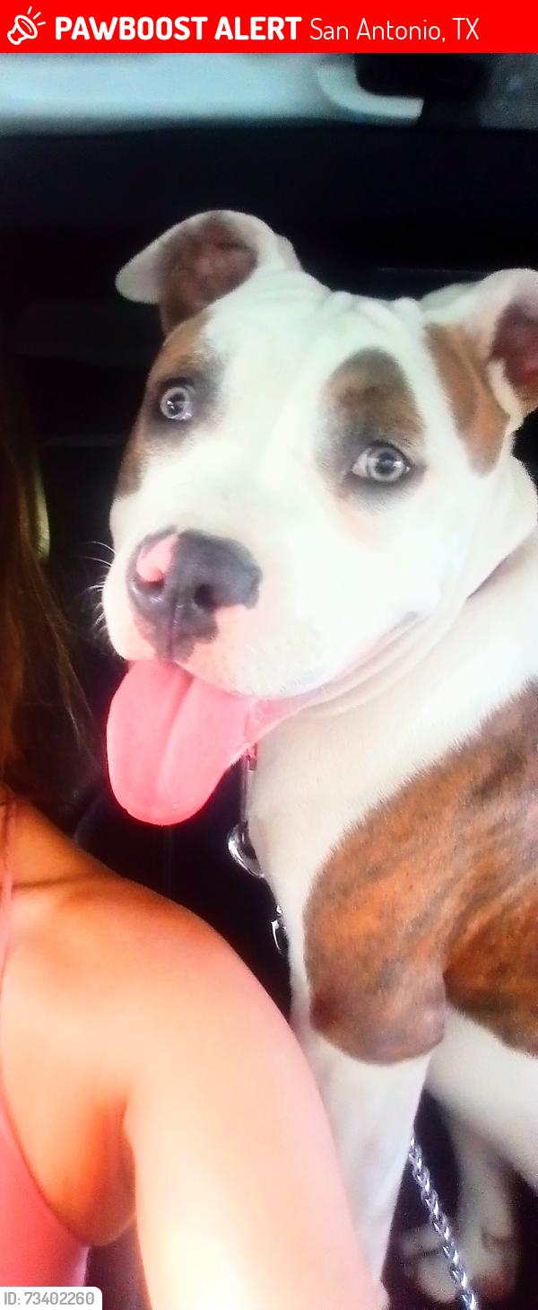 Lost Male Dog last seen Near guadelupe st, San Antonio, TX 78207