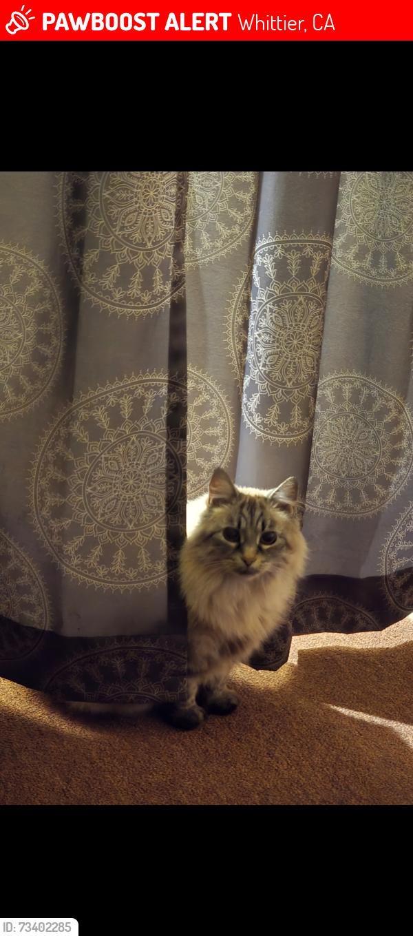 Lost Female Cat last seen Balfour and reichling, Whittier, CA 90606