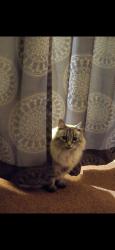 Lost Female Cat last seen Balfour and reichling, Whittier, CA 90606