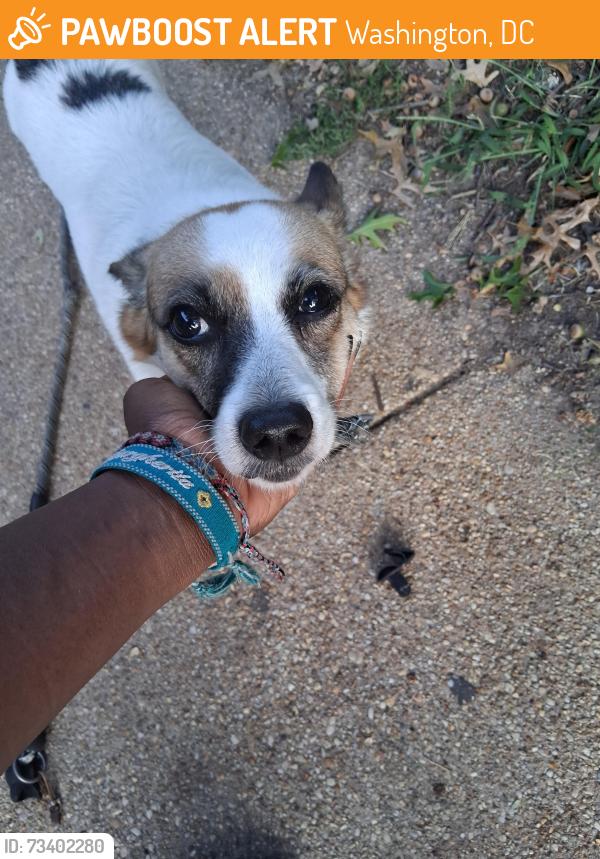 Found/Stray Female Dog last seen Anacostia library, Washington, DC 20020
