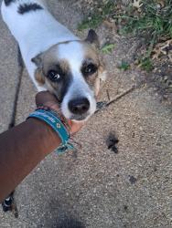 Found/Stray Female Dog last seen Anacostia library, Washington, DC 20020