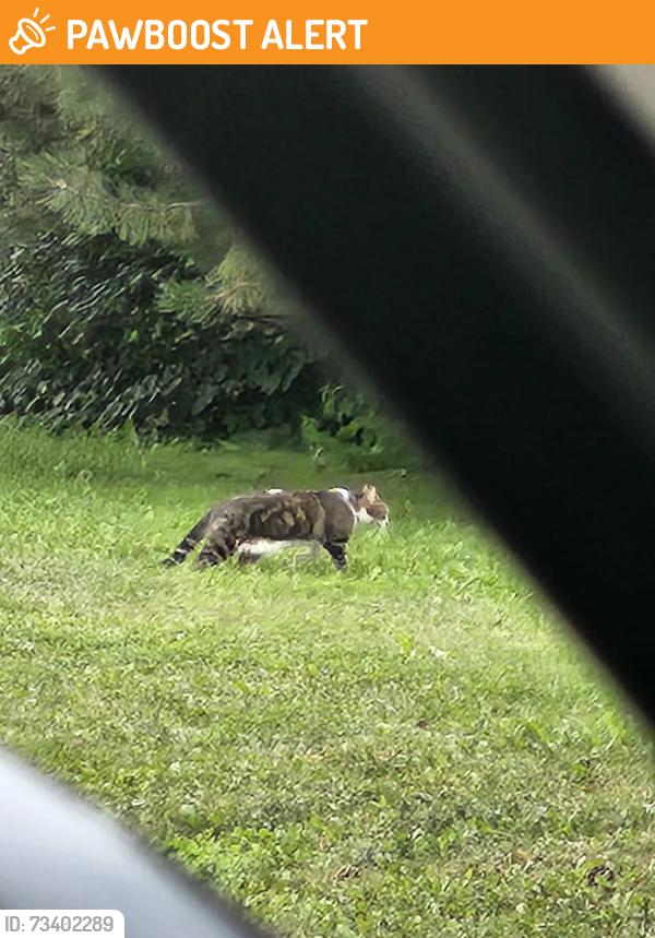 Found/Stray Unknown Cat last seen St. Margaret of Scotland Catholic Elementary School, Mississauga, ON L5L 1B7