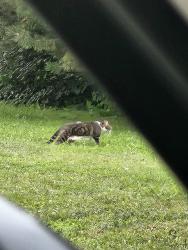 Found/Stray Unknown Cat last seen St. Margaret of Scotland Catholic Elementary School, Mississauga, ON L5L 1B7