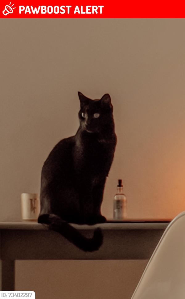 Lost Male Cat last seen River oaks boulevard, Westworth Village, TX 76114