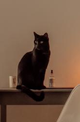 Lost Male Cat last seen River oaks boulevard, Westworth Village, TX 76114