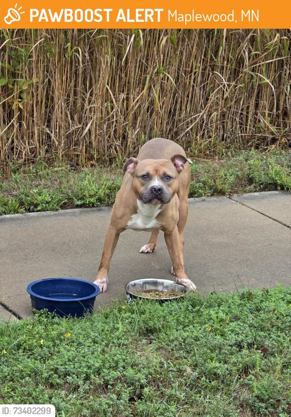 Found/Stray Male Dog last seen Harvest park, Maplewood, MN 55109