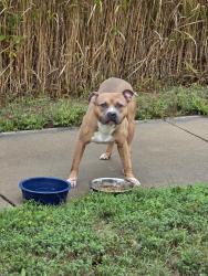 Found/Stray Male Dog last seen Harvest park, Maplewood, MN 55109