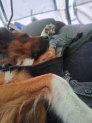 Lost Male Dog last seen Cattle creek campground, Branchville, SC 29432