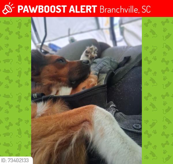 Lost Male Dog last seen Cattle creek campground, Branchville, SC 29432