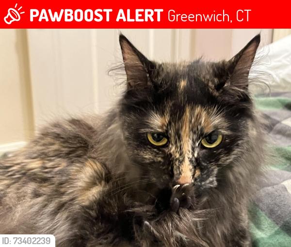 Lost Female Cat last seen Near Lake Avenue, Greenwich, CT 06830
