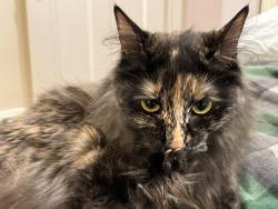 Lost Female Cat last seen Near Lake Avenue, Greenwich, CT 06830