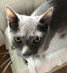 Found/Stray Male Cat last seen Pendleton and Edgewood, New Haven, CT 06511