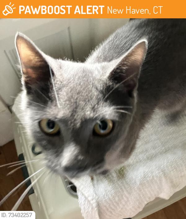 Found/Stray Male Cat last seen Pendleton and Edgewood, New Haven, CT 06511
