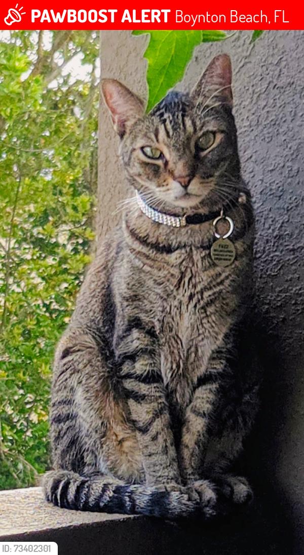 Lost Male Cat last seen Manatee Bay drive/ Federal Hwy, Boynton Beach, FL 33435
