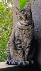 Lost Male Cat last seen Manatee Bay drive/ Federal Hwy, Boynton Beach, FL 33435