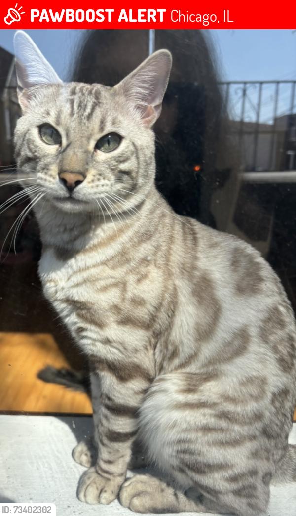 Lost Male Cat last seen 33rd Place & S Oakley Ave, Chicago, IL 60608