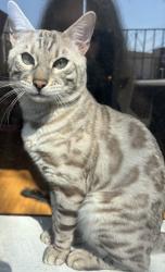 Lost Male Cat last seen 33rd Place & S Oakley Ave, Chicago, IL 60608