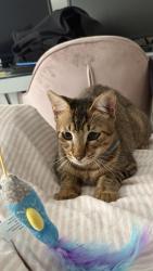 Reunited Male Cat last seen Princeton and Rowan Ave, East Los Angeles, CA 90023