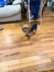 Reunited Female Dog last seen Spur Drive N, Bay Shore, NY 11706