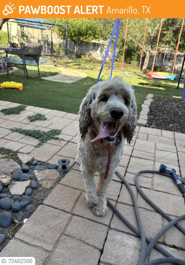 Found/Stray Male Dog last seen In my backyard, Amarillo, TX 79124