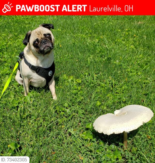 Lost Male Dog last seen Near State Route 180, Laurelville, OH 43135