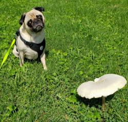 Lost Male Dog last seen Near State Route 180, Laurelville, OH 43135