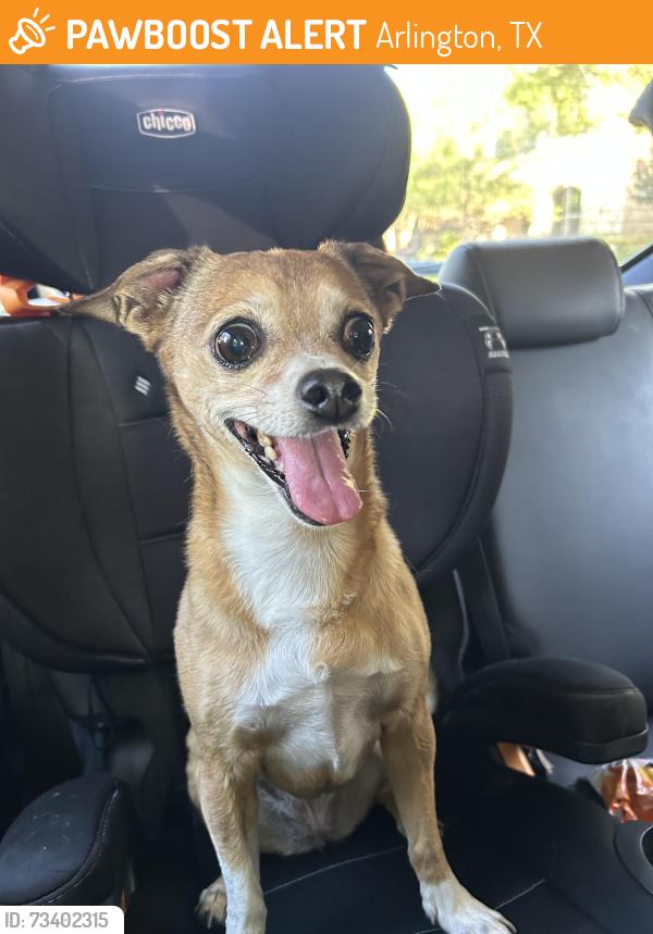 Found/Stray Female Dog last seen Viridian elementary, Arlington, TX 76006
