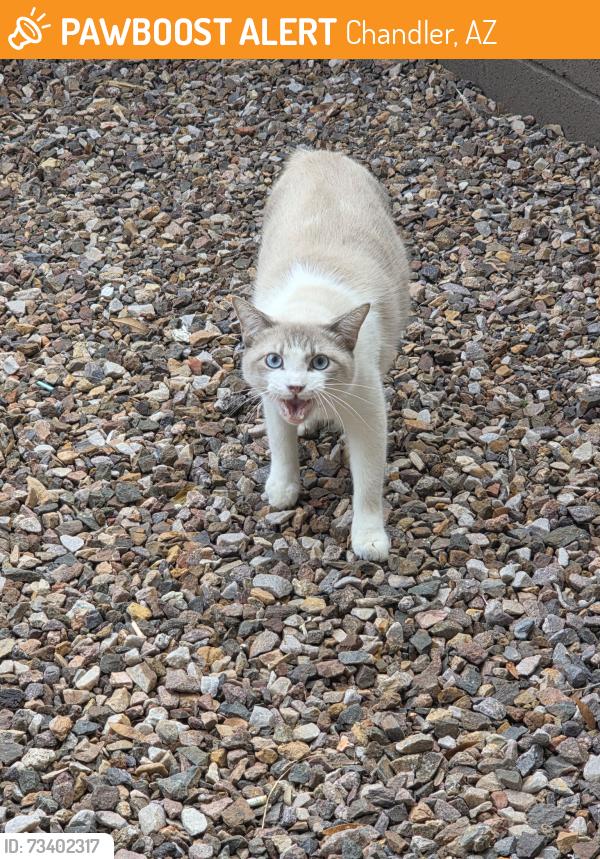 Found/Stray Male Cat last seen White, Chandler, AZ 85286