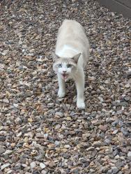 Found/Stray Male Cat last seen White, Chandler, AZ 85286