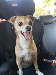 Found/Stray Female Dog last seen Viridian elementary, Arlington, TX 76006