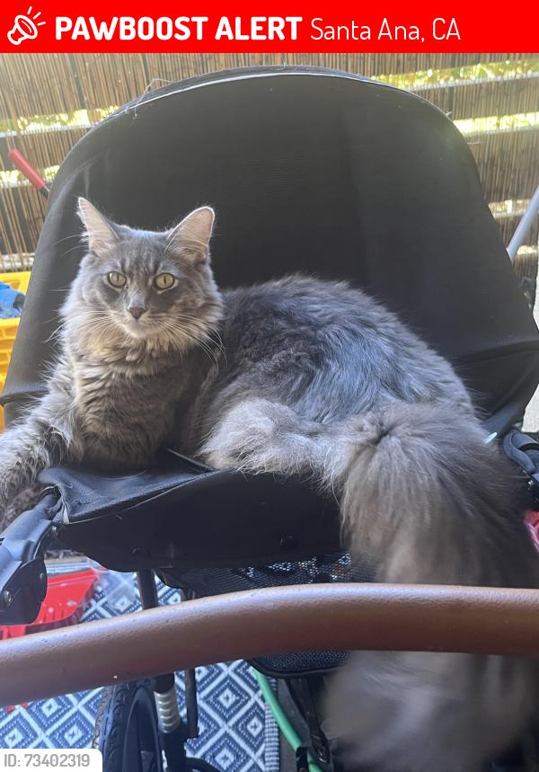 Lost Male Cat last seen Tustin and Santa Clara, Santa Ana, CA 92701