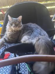 Lost Male Cat last seen Tustin and Santa Clara, Santa Ana, CA 92701
