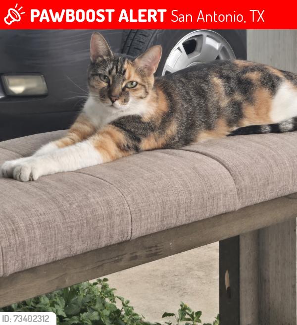 Lost Female Cat last seen San marcos and culebra rd, San Antonio, TX 78201