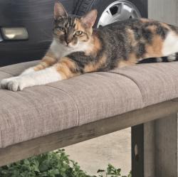 Lost Female Cat last seen San marcos and culebra rd, San Antonio, TX 78201