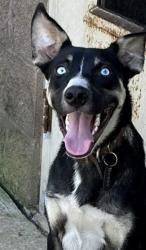 Lost Male Dog last seen Ginhouse landing subdivision, Priceville, AL 35603