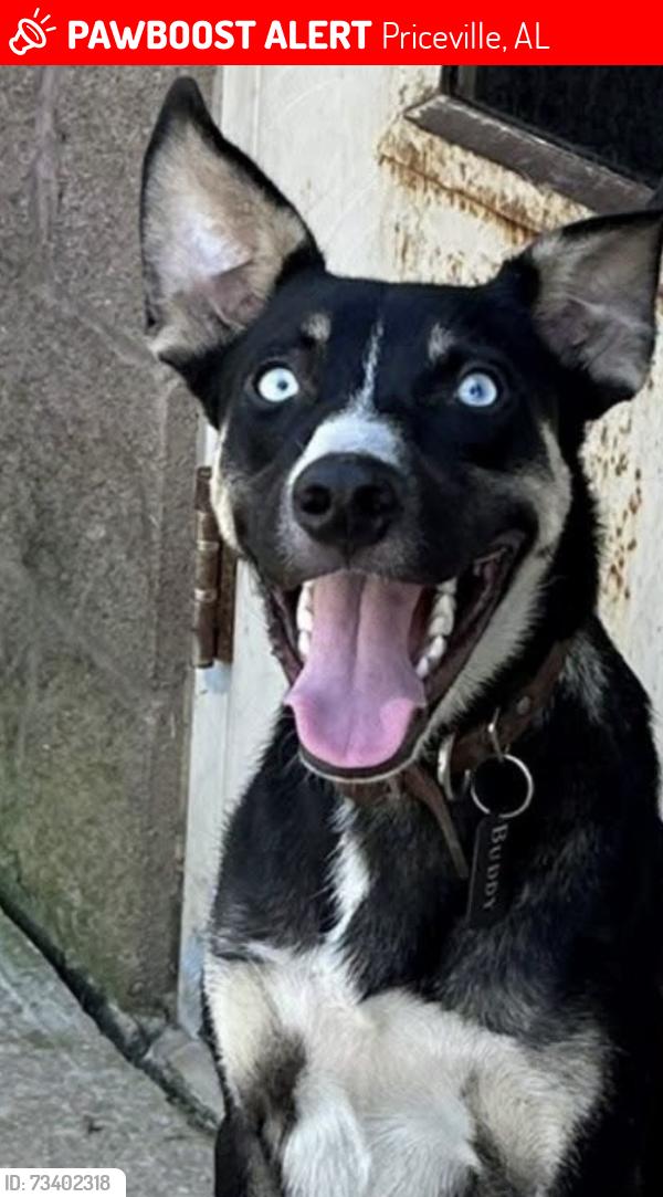 Lost Male Dog last seen Ginhouse landing subdivision, Priceville, AL 35603