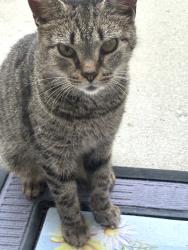 Found/Stray Unknown Cat last seen Old cypress dr, Winston-Salem, NC 27127