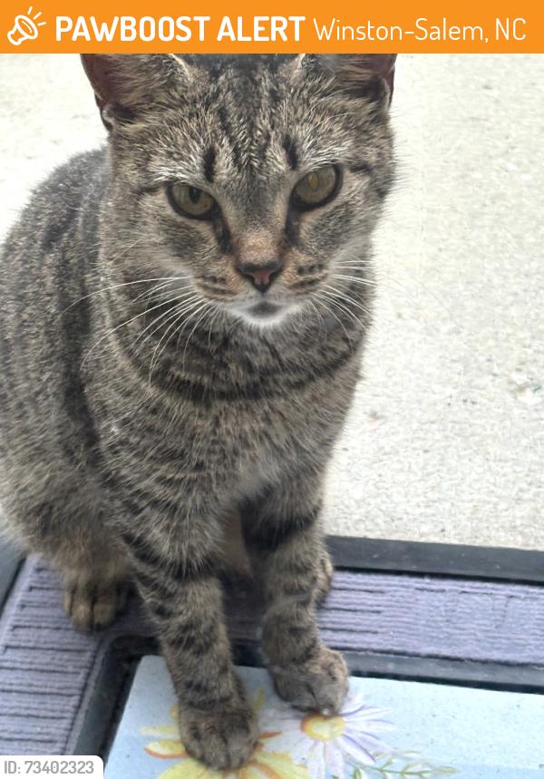 Found/Stray Unknown Cat last seen Old cypress dr, Winston-Salem, NC 27127