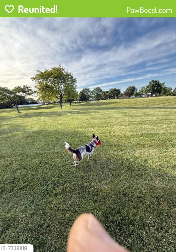 Reunited Male Dog last seen Summit and Drake, Schaumburg, IL 60193
