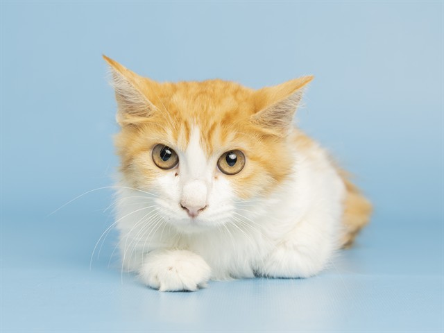 Shelter Stray Male Cat last seen Near BLOCK W DALPHIN RD, 5501 E Van Buren St, Phoenix, AZ 85008, USA
