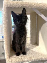 Shelter Stray Male Cat last seen J ST & 21ST ST, 2127 Front St, Sacramento, CA 95818, USA