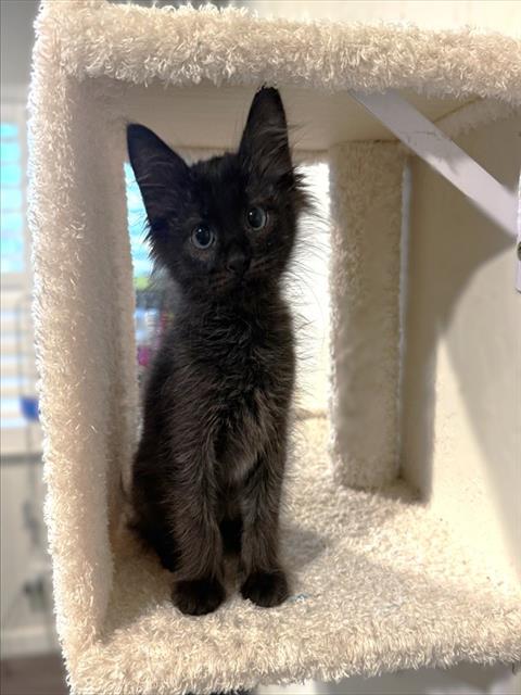 Shelter Stray Male Cat last seen J ST & 21ST ST, 2127 Front St, Sacramento, CA 95818, USA