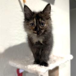 Shelter Stray Female Cat last seen J ST & 21ST ST, 2127 Front St, Sacramento, CA 95818, USA