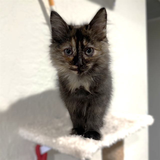 Shelter Stray Female Cat last seen J ST & 21ST ST, 2127 Front St, Sacramento, CA 95818, USA