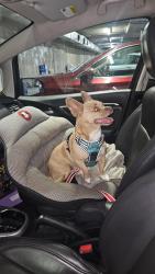 Reunited Female Dog last seen Crystal Springs, San Mateo, CA 94401