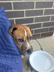 Found/Stray Male Dog last seen Gordon School, Posen, IL 60469