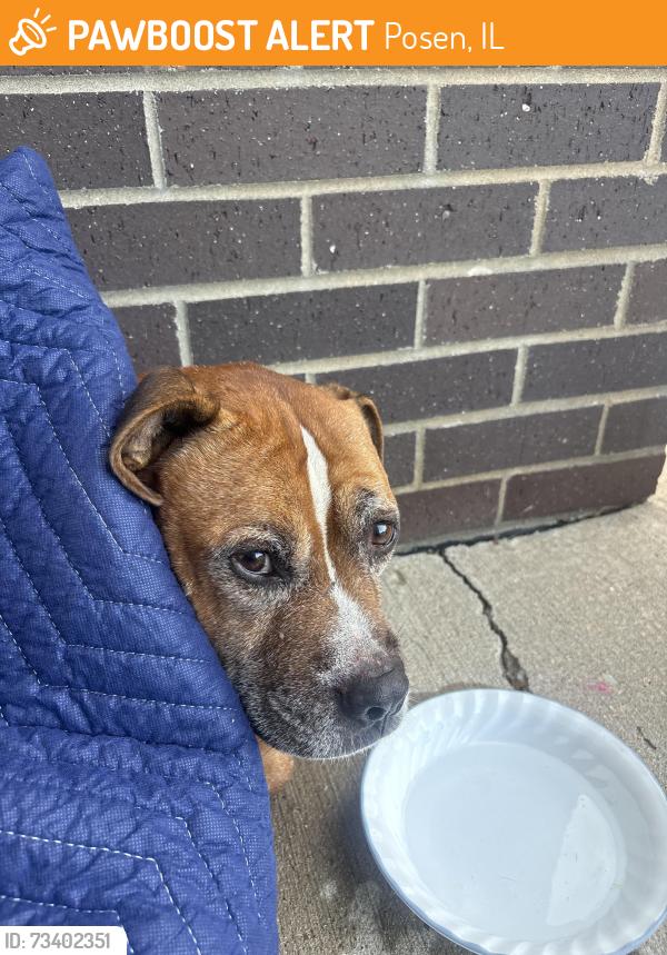 Found/Stray Male Dog last seen Gordon School, Posen, IL 60469