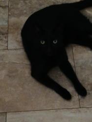 Reunited Male Cat last seen Sylvan Pond Neighborhood, Orlando, FL 32825